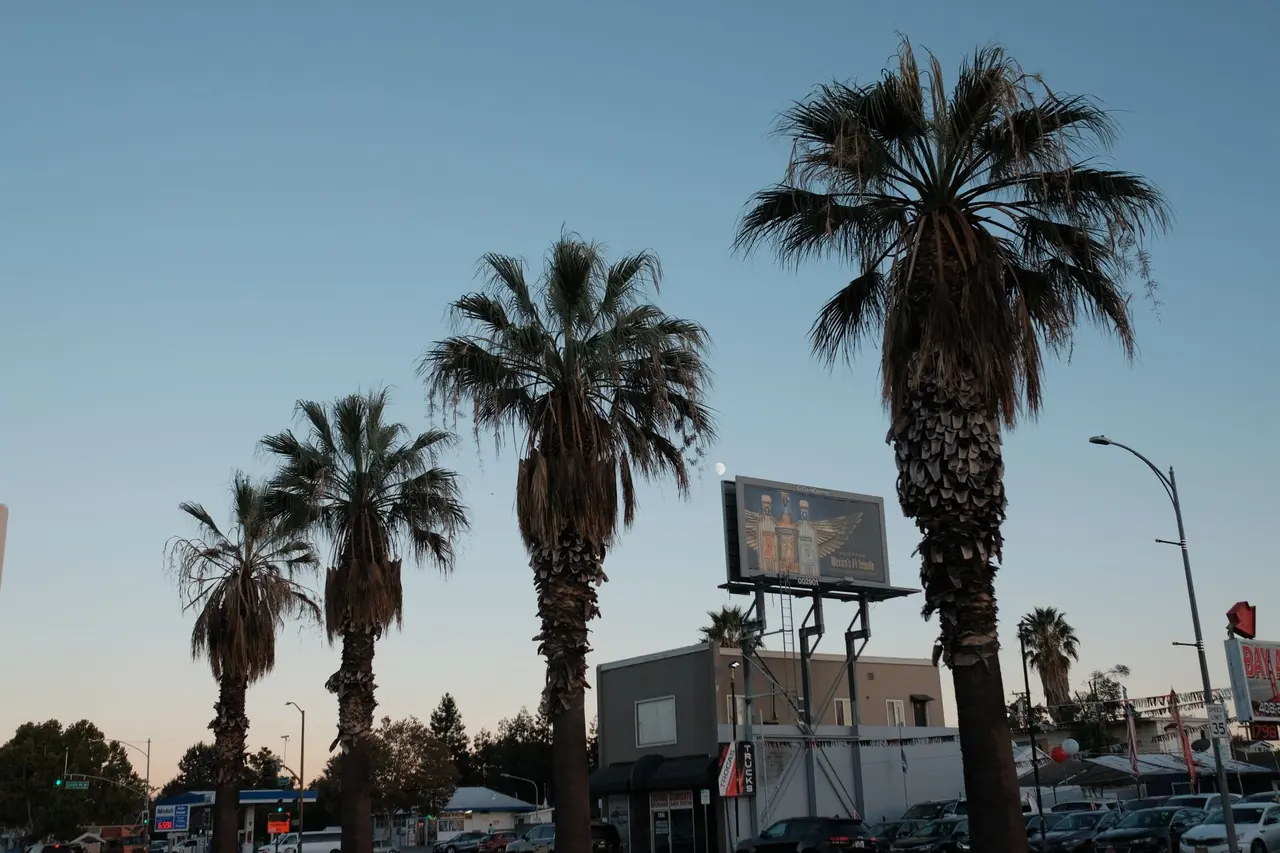 Palm trees and a billboard against the evening sky